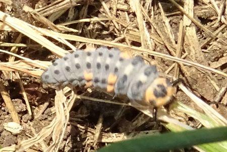 Coccinella septempunctata